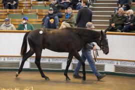 Lot  332 TBK1 9159Tattersalls