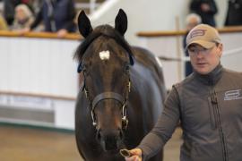 Lot  332 TBK1 9172Tattersalls