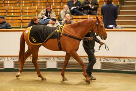 Lot  336 THIT 1280Tattersalls