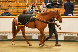 Lot  336 THIT 1282Tattersalls