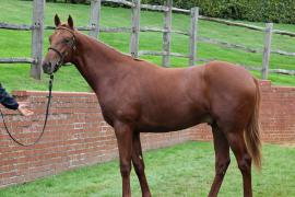 Lot  337 T B K1 0360 Tattersalls