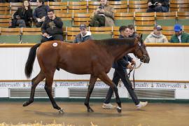 Lot  337 TBK1 9191Tattersalls