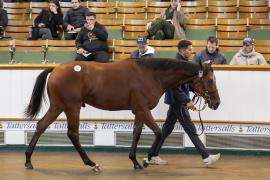 Lot  337 TBK1 9258Tattersalls