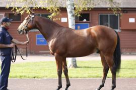 Lot  339 T B K1 V0311 Tattersalls