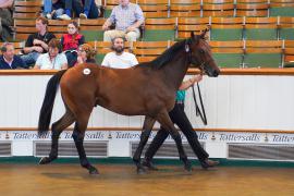 Lot  340 TSS1058Tattersalls