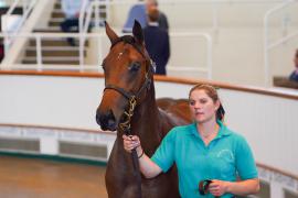 Lot  340 TSS1083Tattersalls