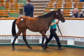 Lot  340 TSS1154Tattersalls