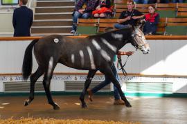 Lot  343 TSS1107Tattersalls