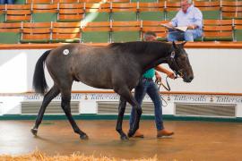 Lot  343 TSS1137Tattersalls