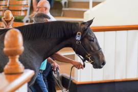 Lot  343 TSS1159Tattersalls