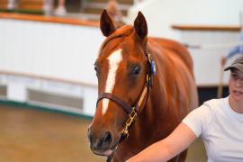 Lot  344 TSS1048Tattersalls