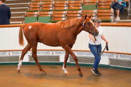 Lot  344 TSS1062Tattersalls