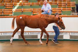 Lot  344 TSS1165Tattersalls