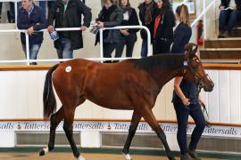 Lot  346 T B K1 0040 Tattersalls