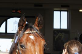 Lot  346 T B K1 0058 Tattersalls