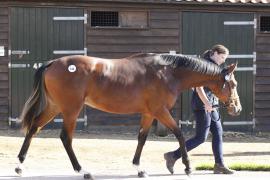 Lot  346 T B K1 0070 Tattersalls