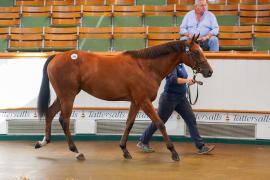 Lot  346 TSS1045Tattersalls