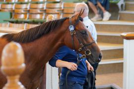 Lot  346 TSS1109Tattersalls