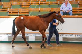 Lot  346 TSS997Tattersalls