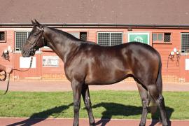 Lot  347 T B12250 Tattersalls