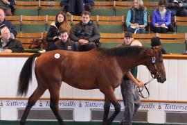 Lot  347 T B K1 0024 Tattersalls