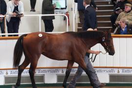 Lot  347 T B K1 0060 Tattersalls