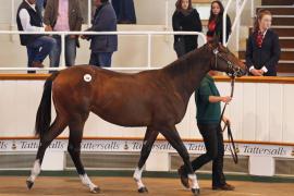 Lot  348 T B K1 0093 Tattersalls