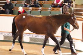 Lot  348 T B K1 0109 Tattersalls