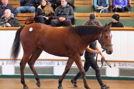 Lot  349 T B K1 0465 Tattersalls