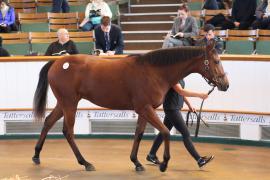 Lot  349 T B K1 0472 Tattersalls