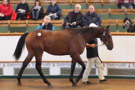 Lot  350 T B K1 0659 Tattersalls