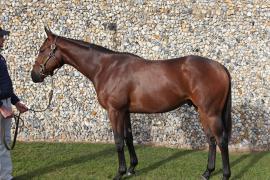 Lot  350 T B K1 3190 Tattersalls