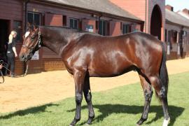 Lot  351 T B10981 Tattersalls