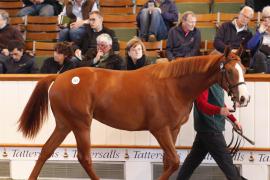 Lot  353 T B K1 0116 Tattersalls