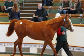 Lot  353 T B K1 0144 Tattersalls