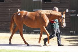 Lot  353 T B K1 0160 Tattersalls