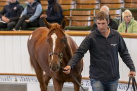 Lot  353 TBK1 9419Tattersalls