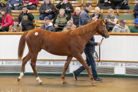 Lot  353 TBK1 9454Tattersalls