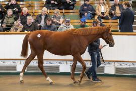 Lot  353 TBK1 9461Tattersalls