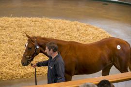 Lot  353 TBK1 9531Tattersalls