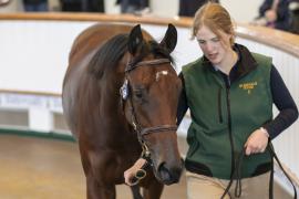 Lot  354 TBK1 9587Tattersalls