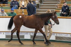 Lot  354 TBK1 9593Tattersalls