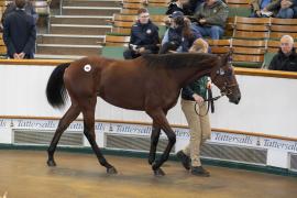 Lot  354 TBK1 9599Tattersalls