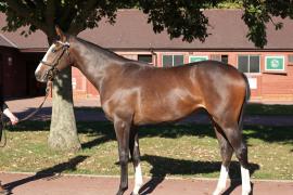 Lot  355 T B12023 Tattersalls