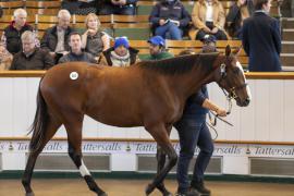 Lot  355 TBK1 9659Tattersalls