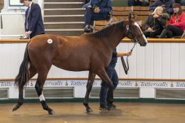 Lot  355 TBK1 9686Tattersalls