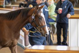 Lot  355 TBK1 9696Tattersalls