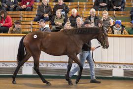 Lot  358 TBK1 9702Tattersalls