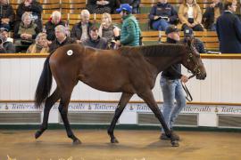 Lot  358 TBK1 9740Tattersalls