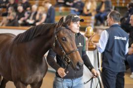 Lot  358 TBK1 9764Tattersalls